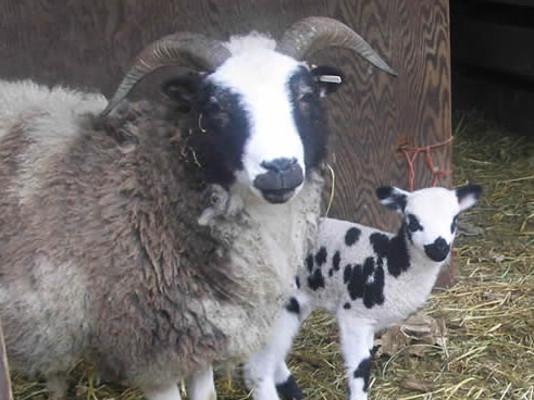 Ewe with lamb