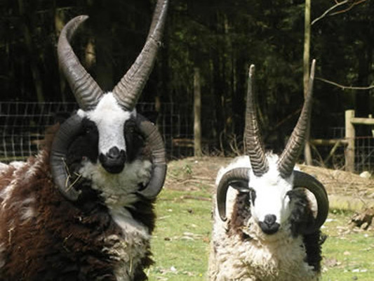 Two rams