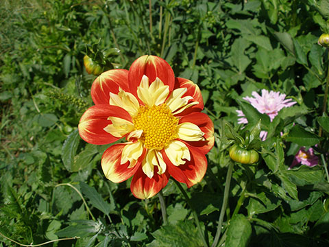 orange dahlia