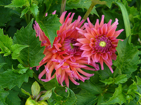 pink dahlia flower