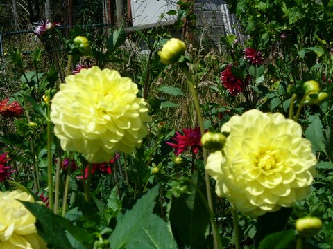 yellow dahlia flower