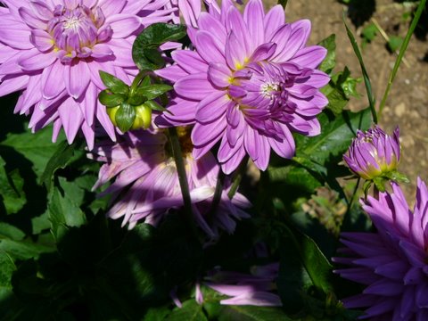 purple dahlia flower