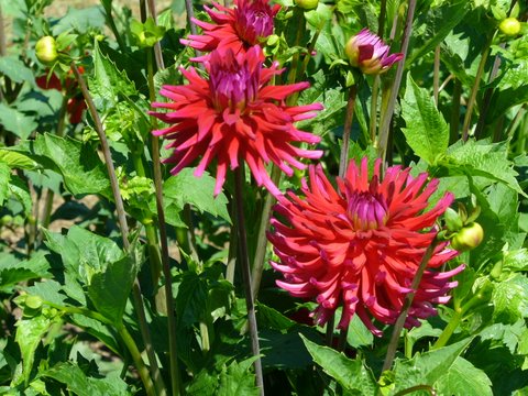 red dahlia