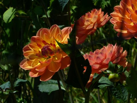 pink dahlia