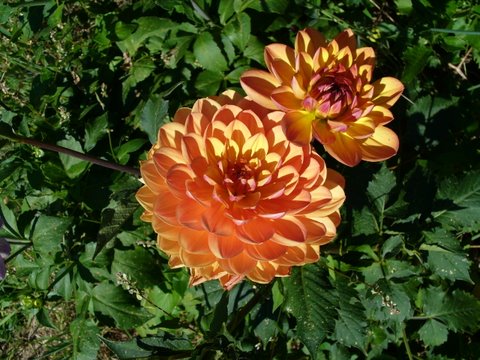 orange dahlia